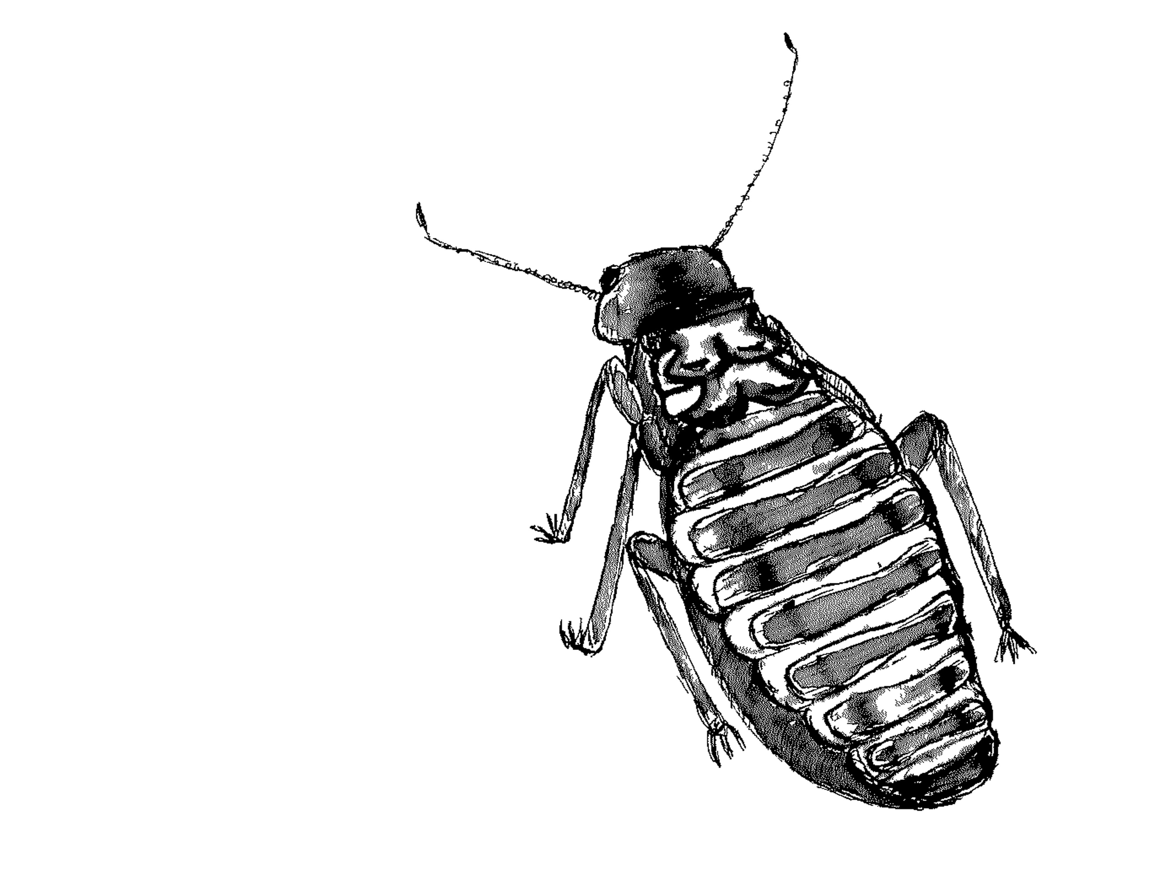 Erntetermite
