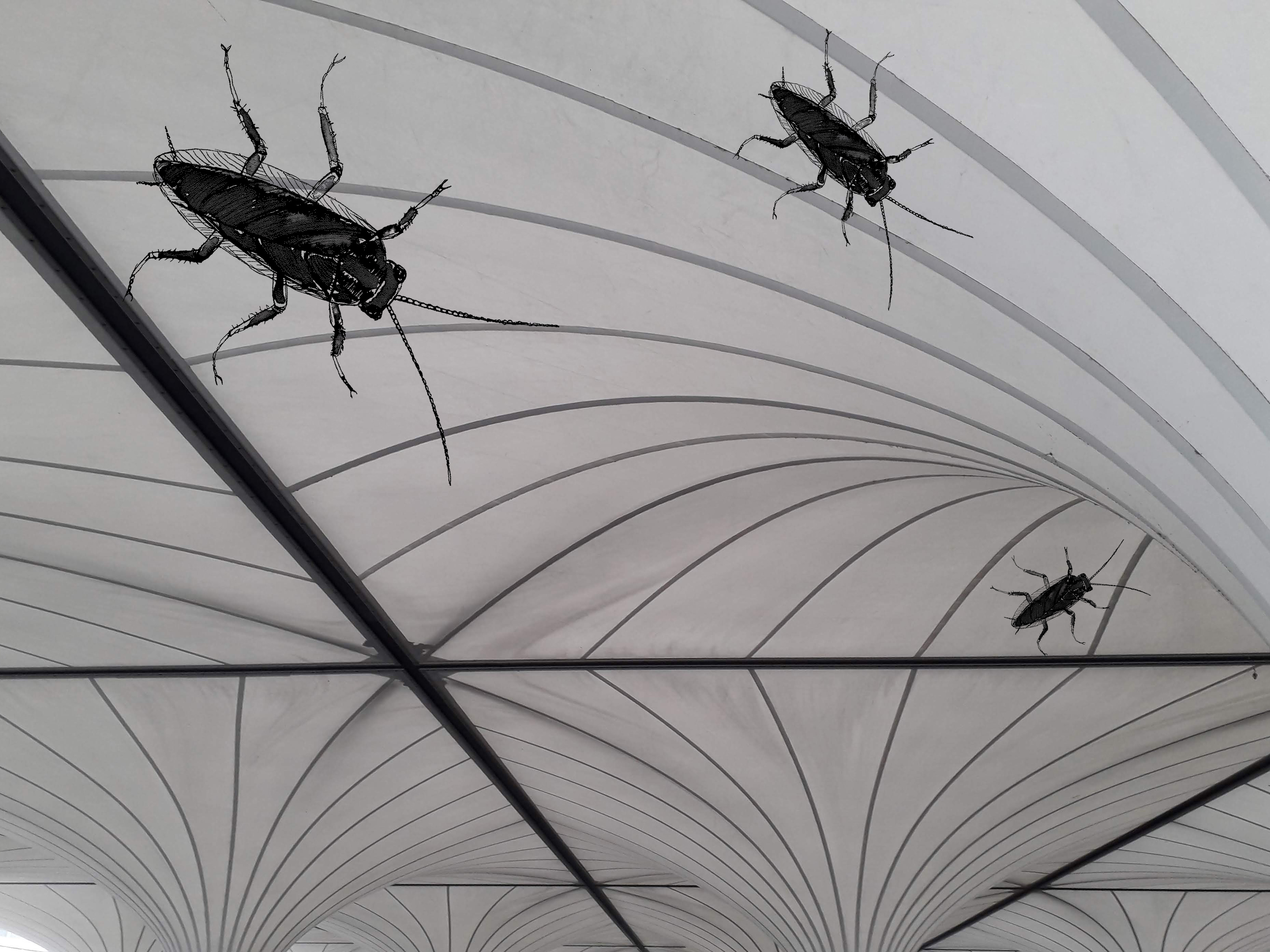 linz flughafen deutsche schabe