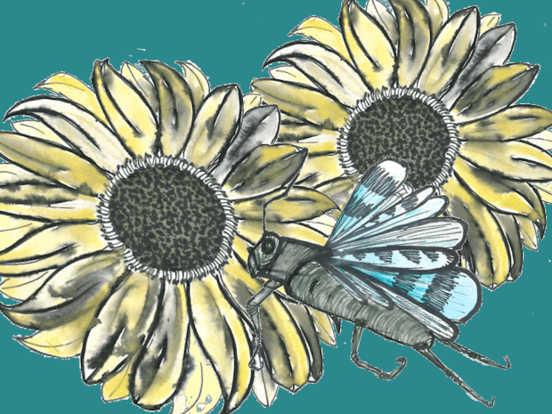 sonnenblumen und ödlandschrecke