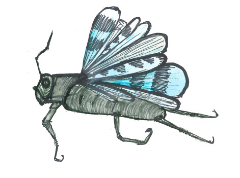 ödlandschrecke freigestellt