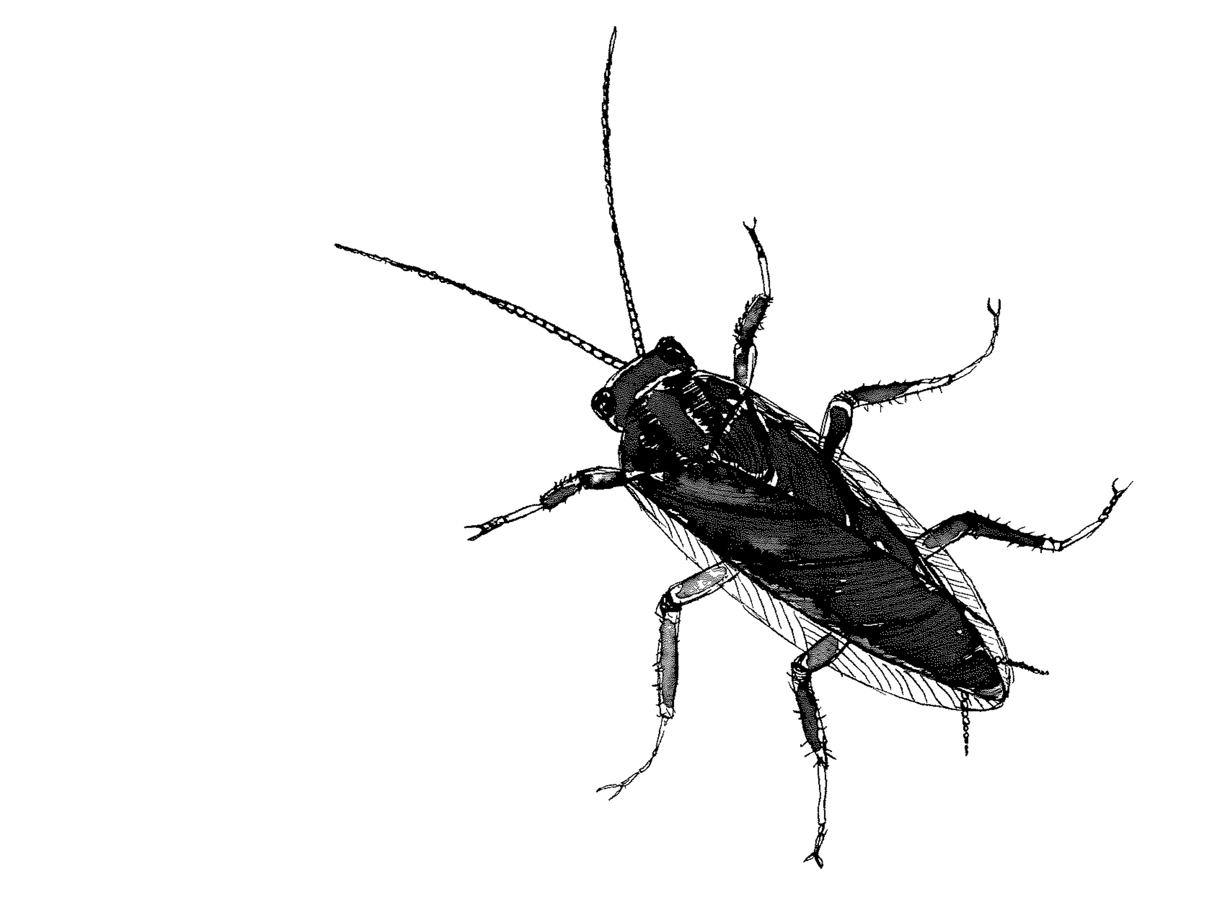 Deutsche Schabe von oben