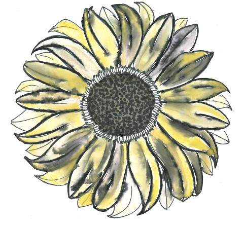 sonnenblume freigestellt